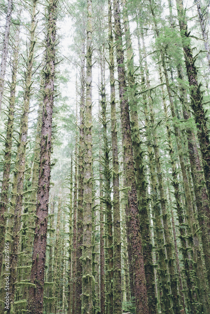 Sitka Spruce and Western Hemlock trees in lush, temperate rainforest Sitka Spruce and Western Hemlock trees in lush, temperate rainforest