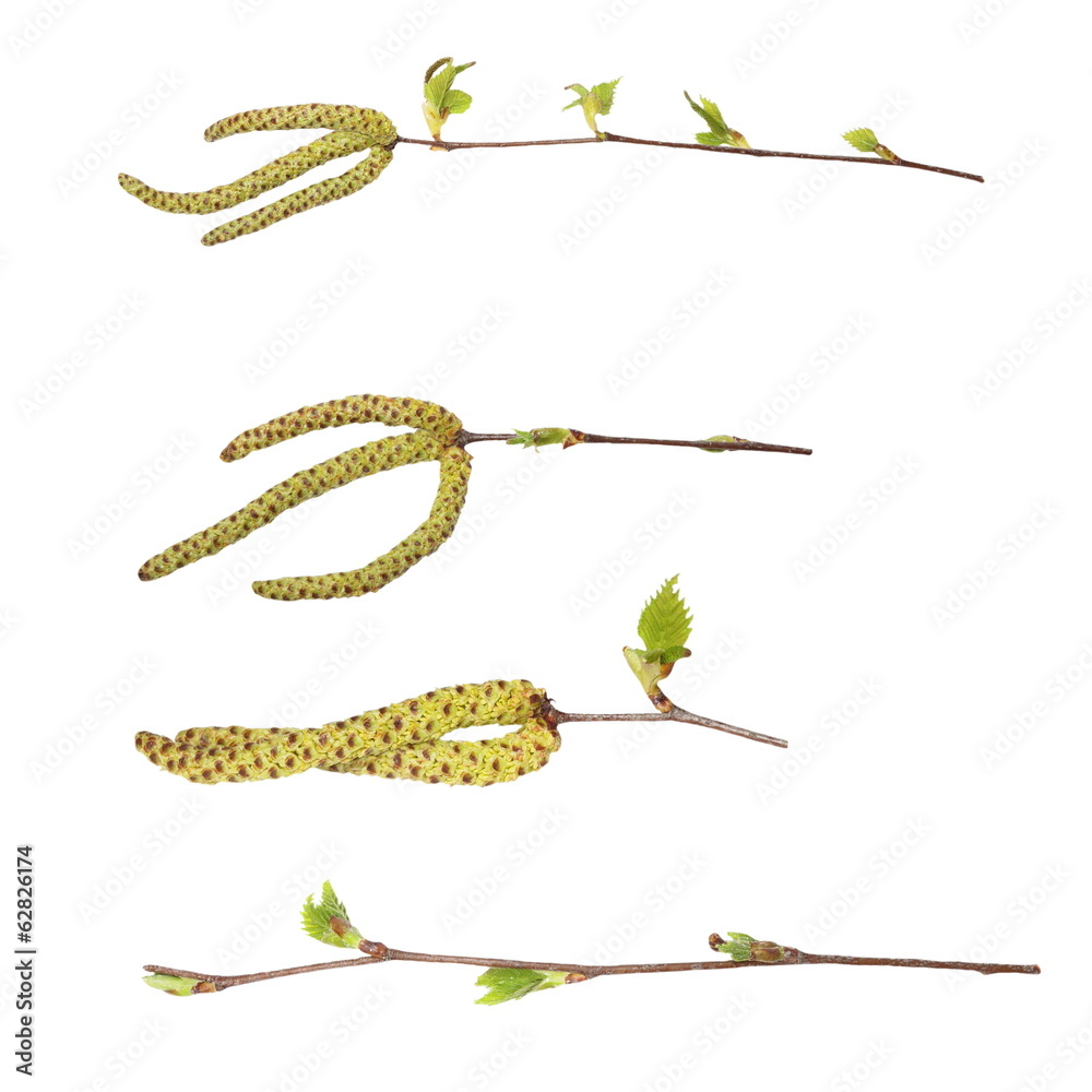 Set spring birch buds isolated on white, with clipping path Set spring birch buds isolated on white, with clipping path