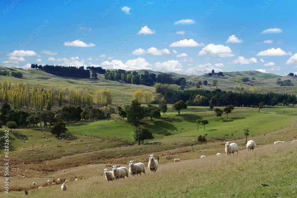 Summer picturesque landscape with herd of sheep