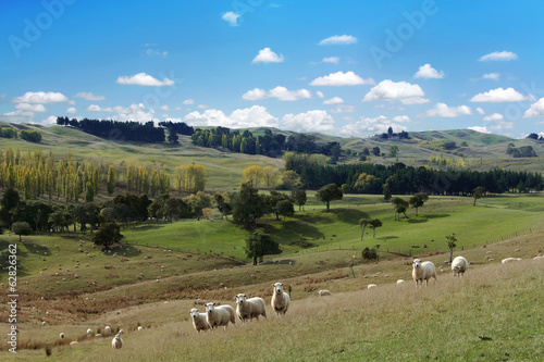 Summer picturesque landscape with herd of sheep