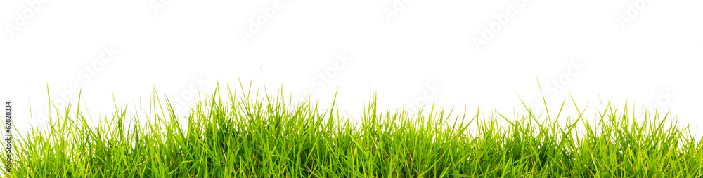 Fototapeta Świeżej wiosny zielona trawa z ziemią odizolowywającą na białym tle.