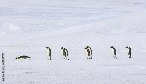 A row of Emperor penguins walking across the ice and snow, in single file. One lying on its stomach sliding along. photo