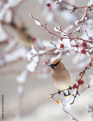 Cedar Waxwing