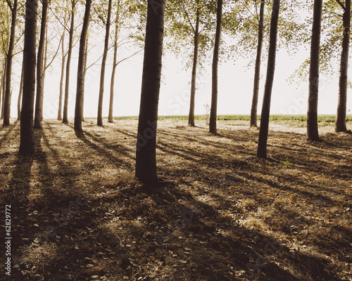Cottonwood trees planted in ordered rows, casting long shadows on the ground. Commercial arboriculture, a tree nursery or farm.