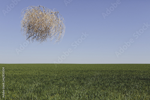 Sagebrush, tumbleweed blowing across a field of growing wheat crop in the farmland around Pullman, Washington, USA