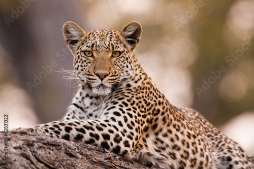 Leopard, Chobe National Park, Botswana photo