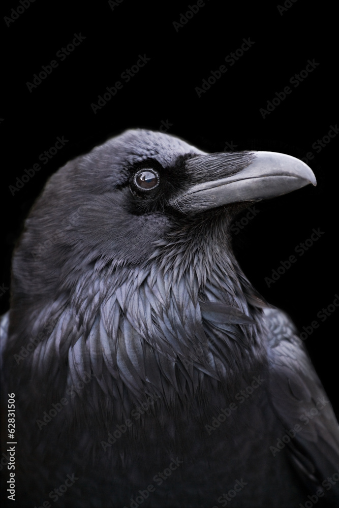 Raven on black background Raven on black background