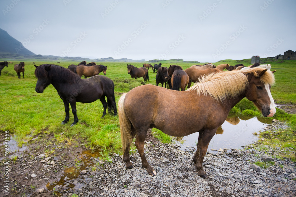 Icelandic horses, Iceland