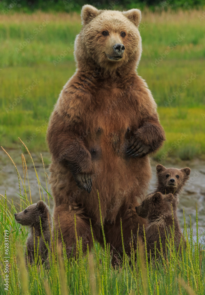 Brown bear sow and cubs, Lake Clark National Park, Alaska, USA Brown bear sow and cubs, Lake Clark National Park, Alaska, USA