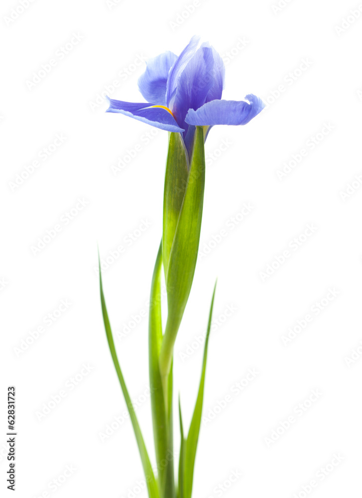 Naklejka premium purple iris isolated on white