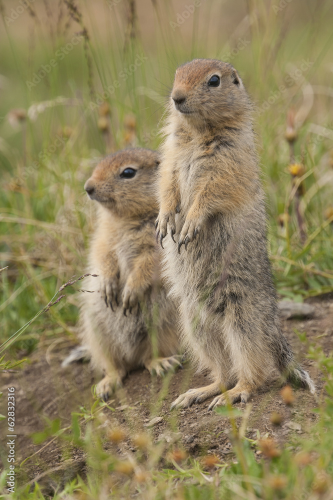 Arctic ground squirrels, Arctic National Wildlife Refuge, Alaska Arctic ground squirrels, Arctic National Wildlife Refuge, Alaska