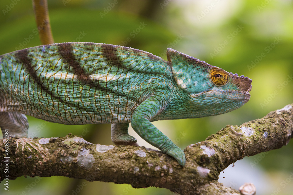 Parson's chameleon, Madagascar Parson's chameleon, Madagascar