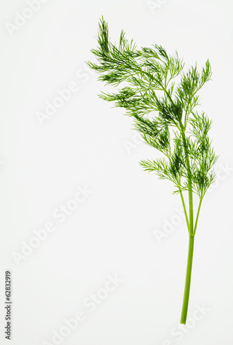 Organic dill (herb) on white background