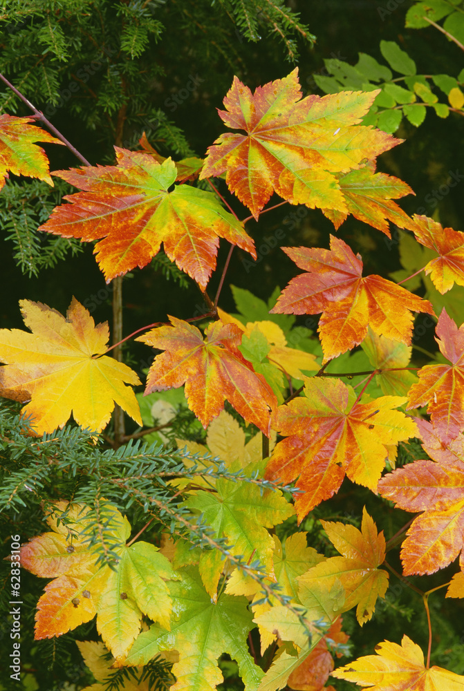 Autumn vine maple leaves, turning from green through gold to red in the autumn. Autumn vine maple leaves, turning from green through gold to red in the autumn.