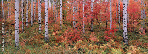 The Wasatch Mountain forest of maple and aspen trees, with autumn foliage and fallen leaves.  photo