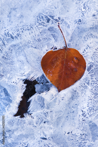 Naklejka A brown autumn aspen leaf lying on top of an icy frosted surface. 