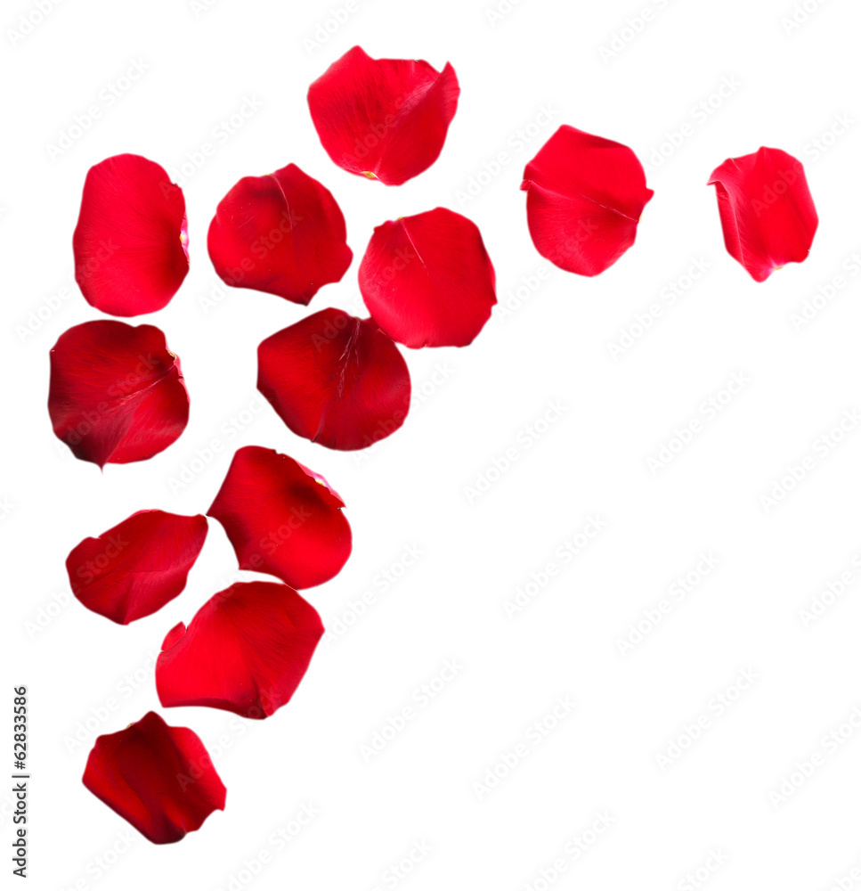 Beautiful red rose petals, isolated on white Beautiful red rose petals, isolated on white