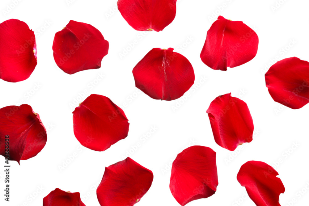 Beautiful red rose petals, isolated on white Beautiful red rose petals, isolated on white