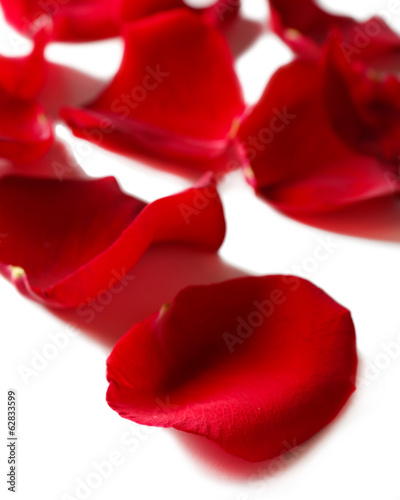 Fototapeta Naklejka Na Ścianę i Meble -  Beautiful red rose petals, isolated on white