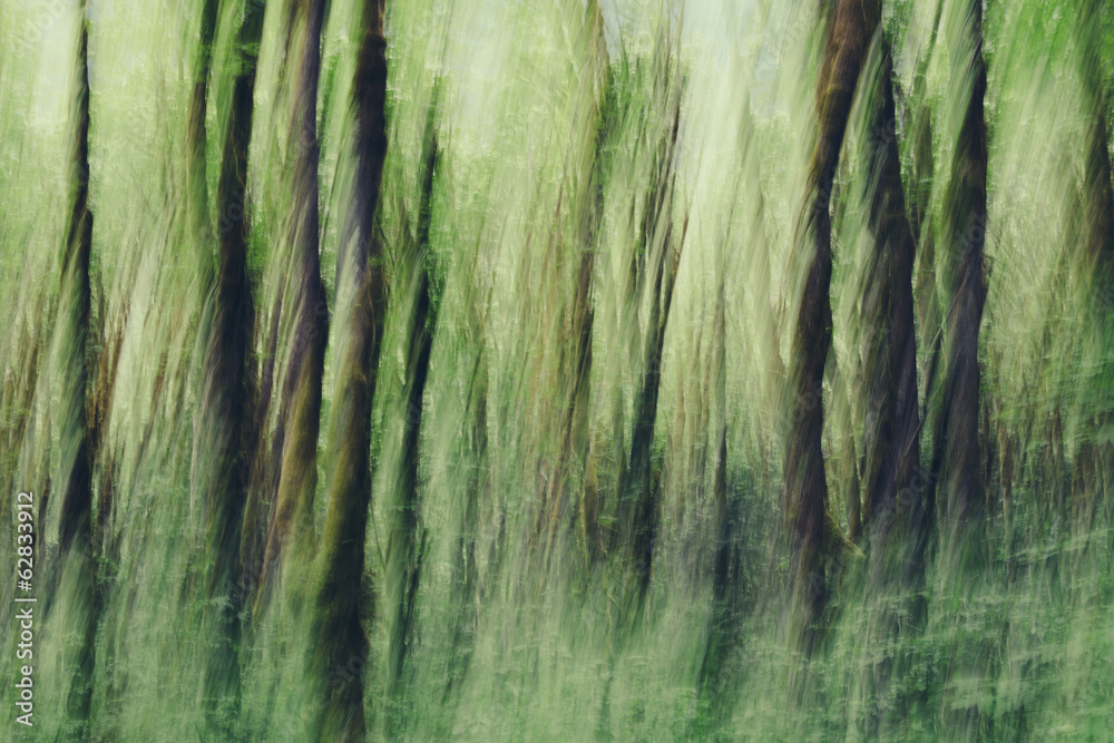 Lush forest of moss covered Big leaf maple trees (Acer macrophyllum), blurred motion, Dosewallips River, Olympic NP Lush forest of moss covered Big leaf maple trees (Acer macrophyllum), blurred motion, Dosewallips River, Olympic NP