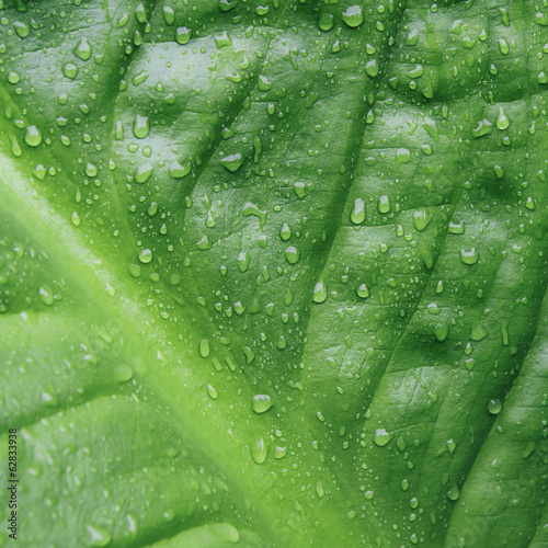 Close up of water drops on lush, green Skunk cabbage leaves (Lysichiton americanus), Hoh Rainforest, Olympic NP #62833938
