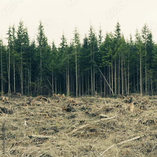 Recently clear cut rainforest, Hoh Rainforest, Olympic NF photo