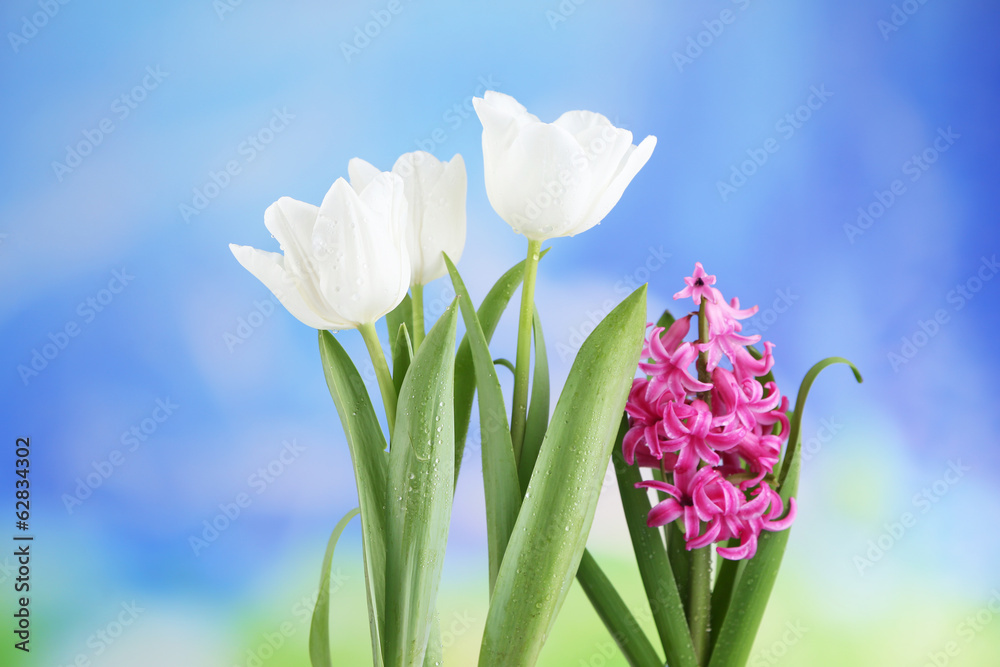 Beautiful tulips and hyacinth flower on bright background Beautiful tulips and hyacinth flower on bright background