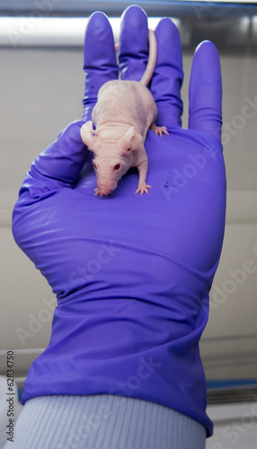 Nude mouse on hand with blue glove photo