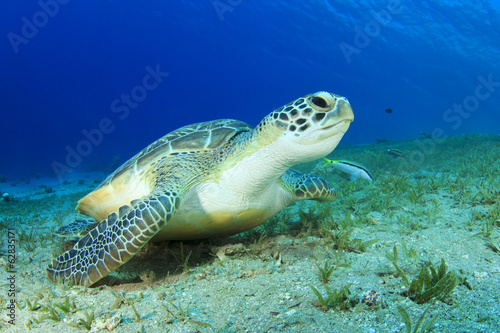 Green Sea Turtle (Chelonia mydas) © Richard Carey