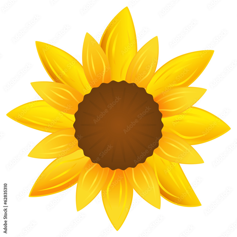 Obraz premium Sonnenblume