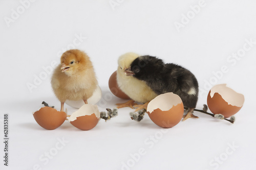 colored chicks photo