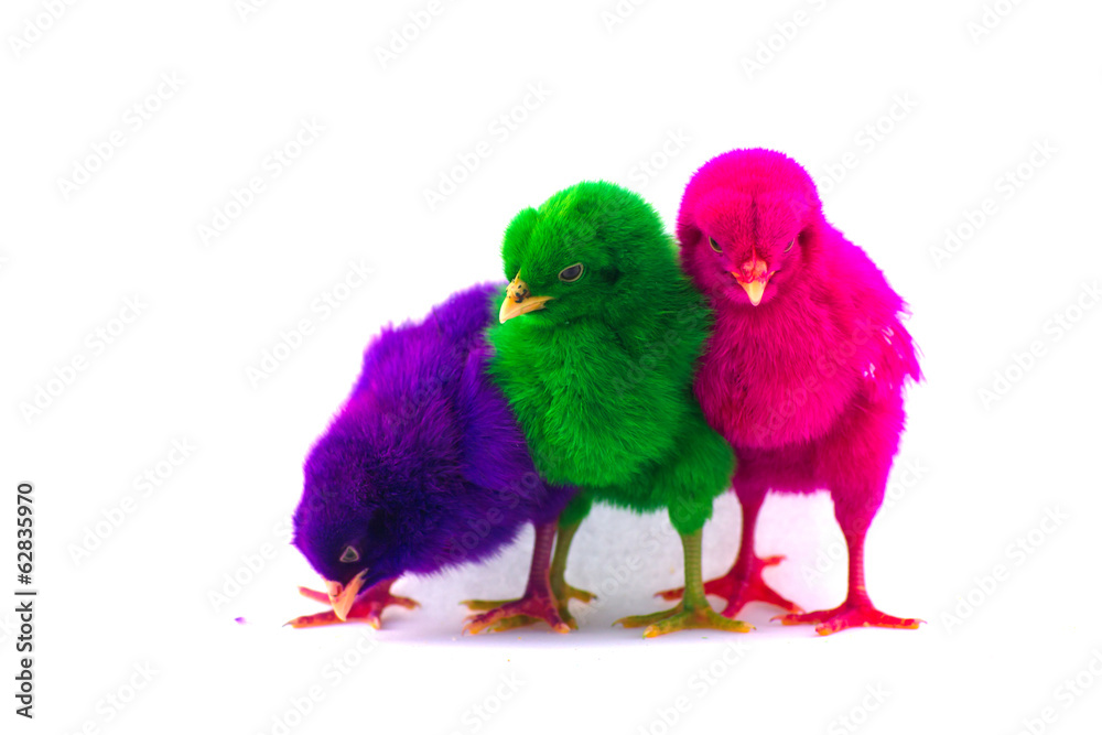 Colorful cute little baby chicken against white background