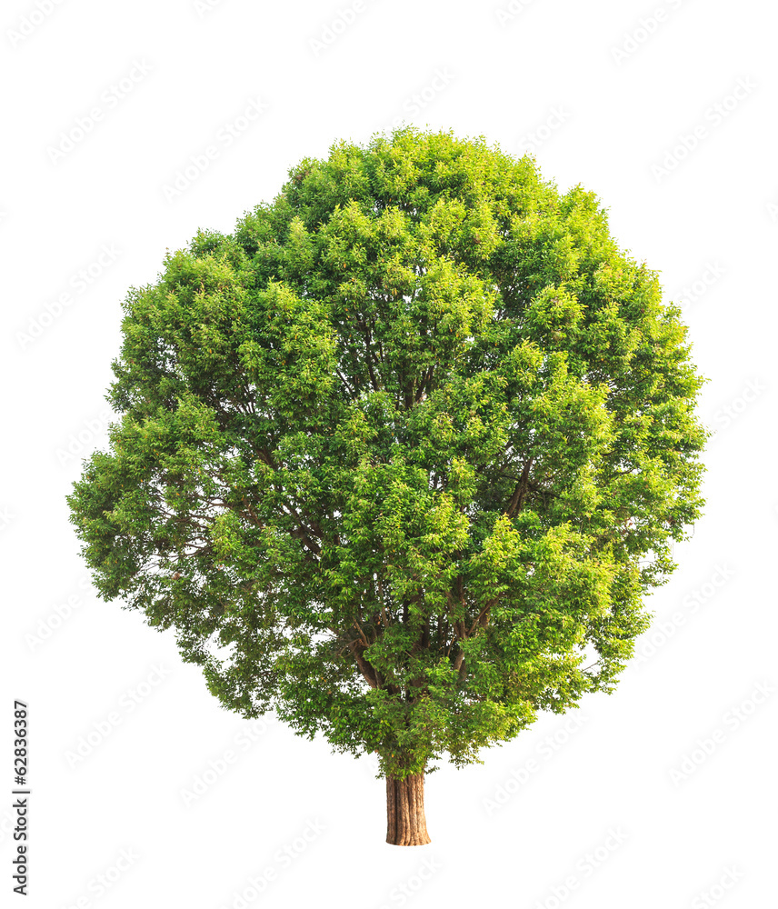 Irvingia malayana also known as Wild Almond Irvingia malayana also known as Wild Almond