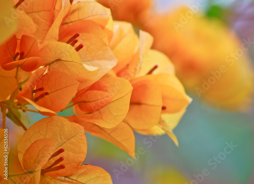orange  bougainvillea flower in garden