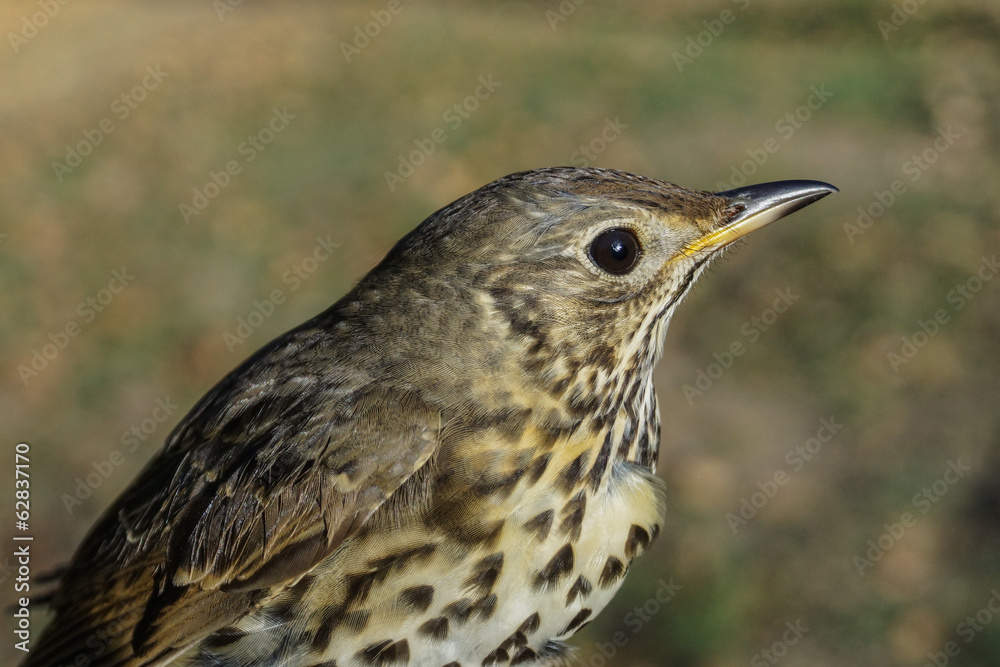 Fototapeta premium Zorzal, Turdus philomelos