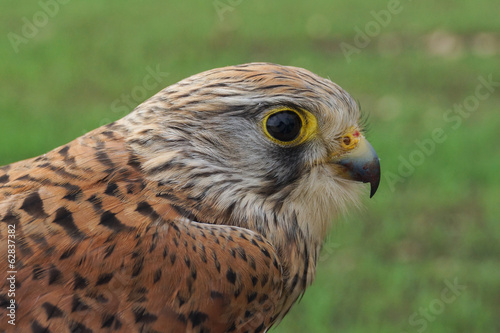 Cernícalo vulgar, Falco tinnunculus © alba1988