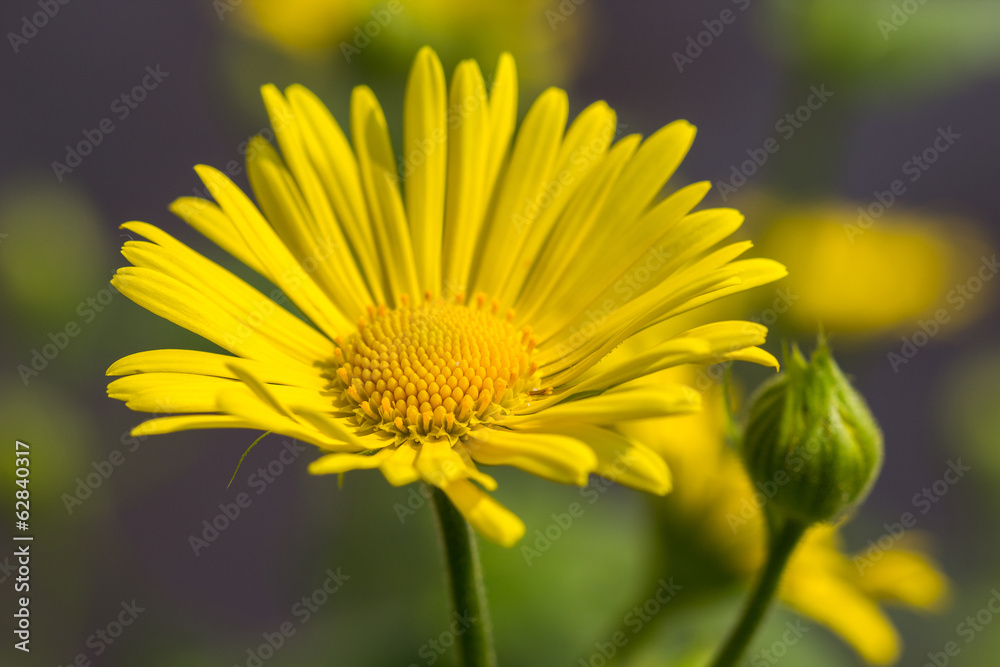 Obraz premium Yellow Flowers