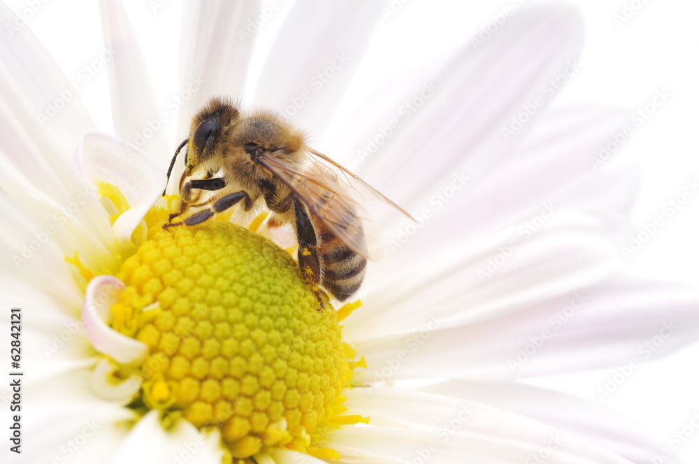 Honeybee and white flower - obrazy, fototapety, plakaty 