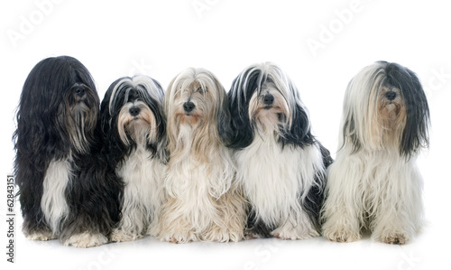 Quadro em tela five Tibetan terrier