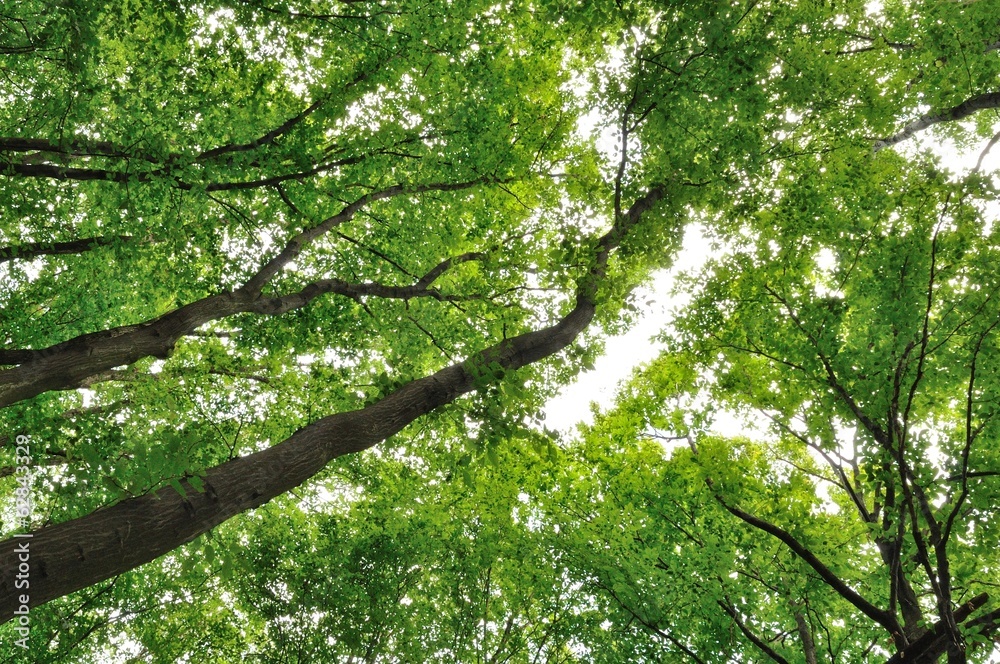 Texture of green leaves of trees in forest. Natural background Texture of green leaves of trees in forest. Natural background