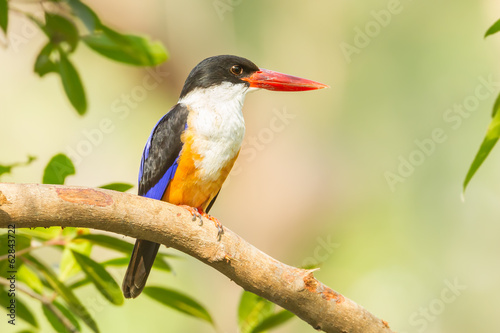 Front side of Black-capped Kingfisher (Halcyon pileata)