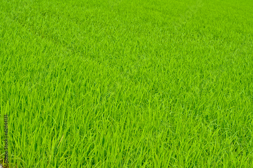 Rice trees in farm