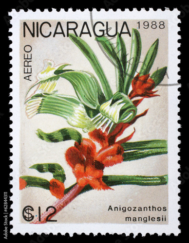 Stamp printed in Nicaragua shows Anigozanthos manglesii photo