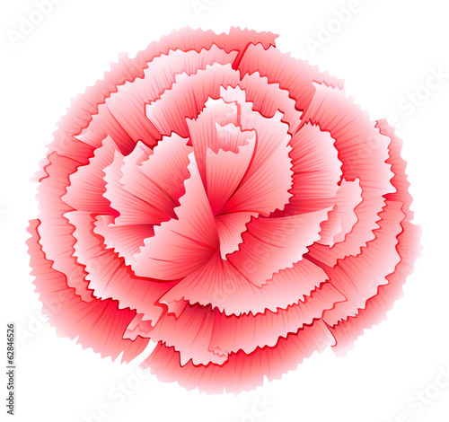 A carnation pink flower