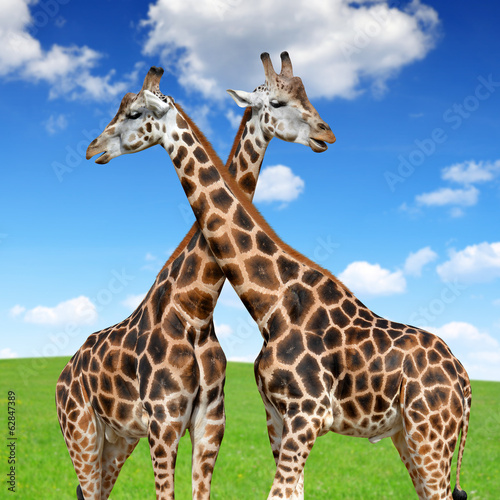 giraffes © vencav