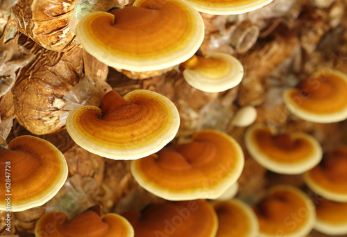 Lingzhi mushrooms
