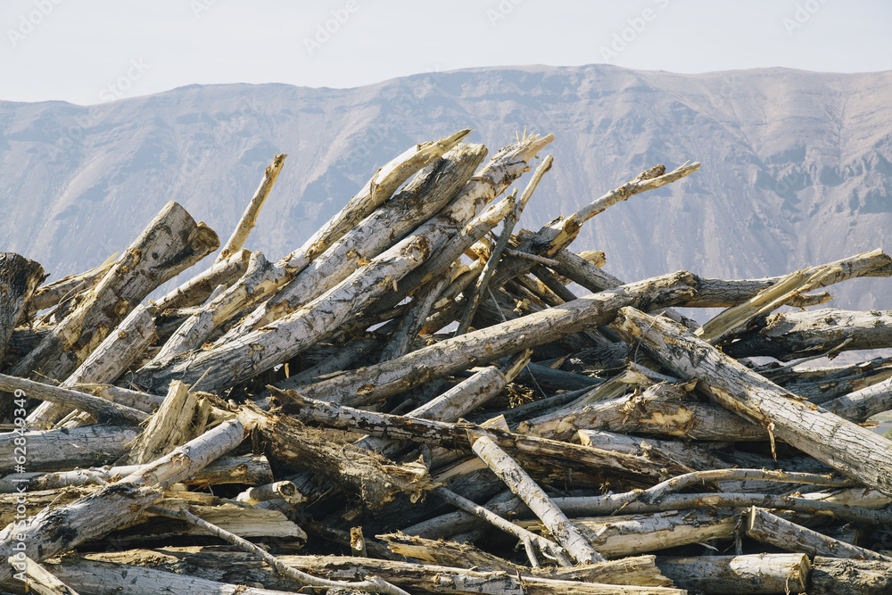 Pile of discarded cottonwood trees Pile of discarded cottonwood trees