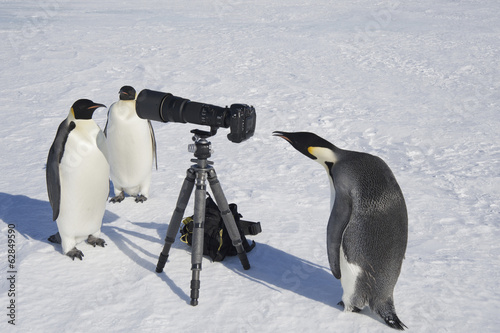 A small group of curious Emperor penguins looking at camera and tripod on the ice on Snow Hill island. A bird peering through the view finder.