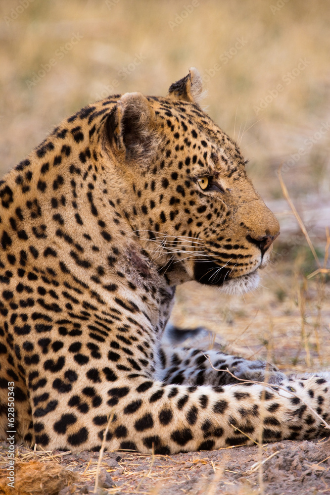 Leopard, Botswana Leopard, Botswana