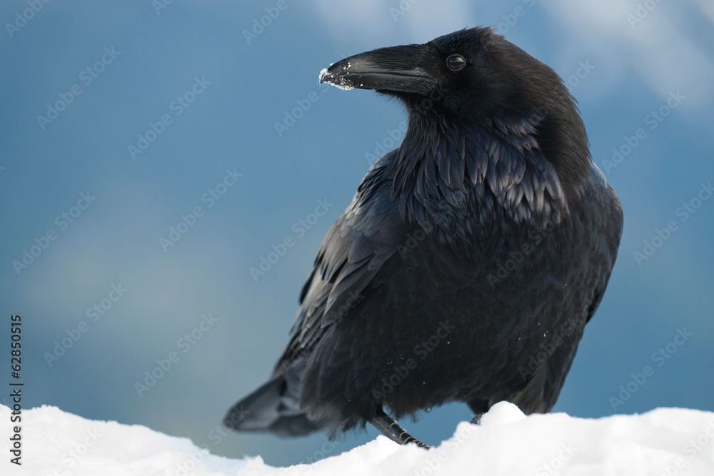 Raven in snow, Corvus corax, Olympic National Park, Washington, USA Raven in snow, Corvus corax, Olympic National Park, Washington, USA